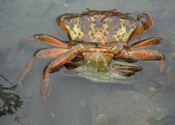 Pourquoi les parades nuptiales favorisent la fécondation ?