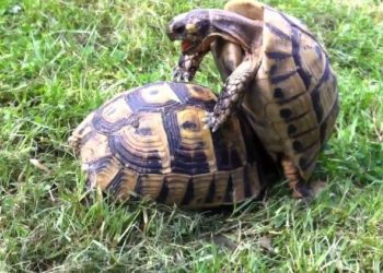 Comment les tortues s'accouplent ?