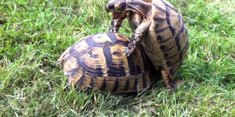 Comment les tortues s'accouplent ?