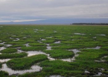Quand a commencé la 6e crise biologique ?
