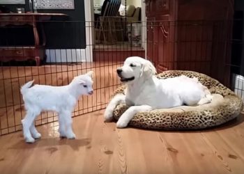 Quand faire saillir une chèvre ?