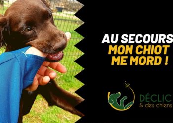 Quand toucher un chiot ?