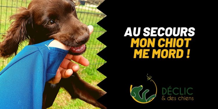 Quand toucher un chiot ?