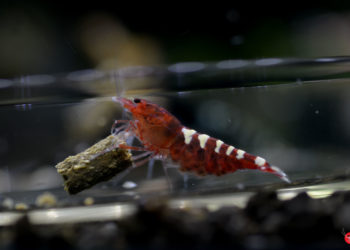 Quelle conductivité pour crevette ?