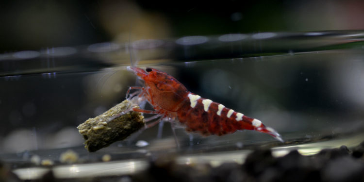 Quelle conductivité pour crevette ?