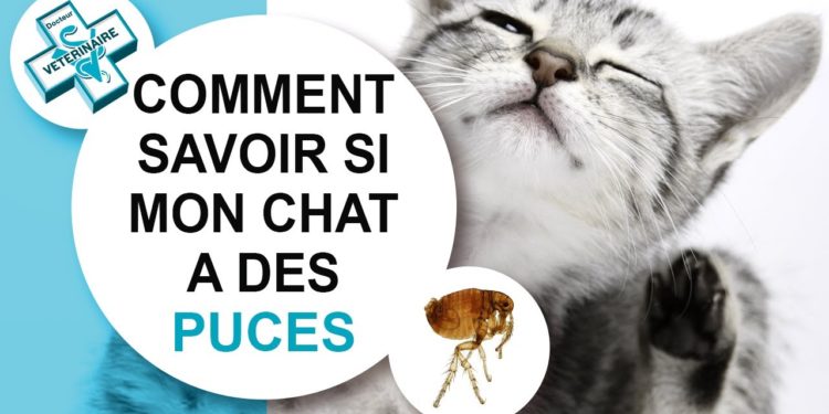 Est-ce que les puces des chats vont sur les humains ?
