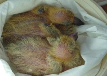 Comment nourrir un bébé Gould ?