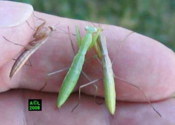 Où trouver des mantes religieuses en France ?