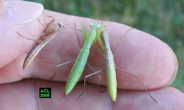 Où trouver des mantes religieuses en France ?
