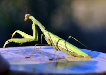 Quel est la signification de la mante religieuse ?