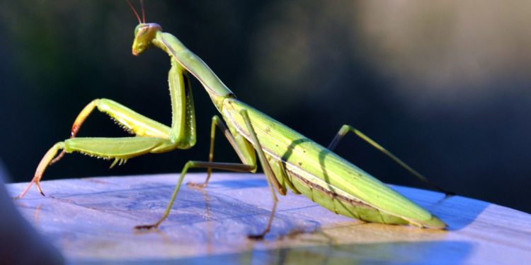 Quel est la signification de la mante religieuse ?