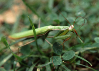 Où trouver une mante religieuse ?