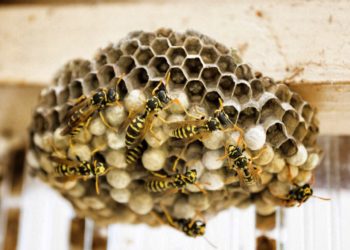 Comment détruire un nid de couleuvre ?