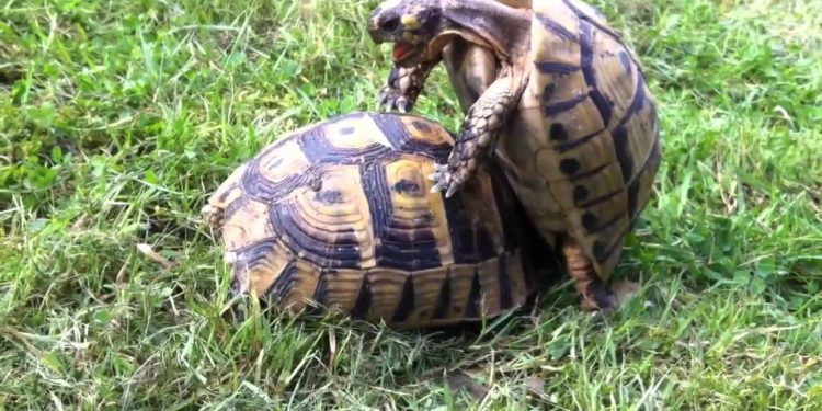 Comment les tortue de terre font des bébé ?