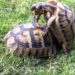Comment les tortue de terre font des bébé ?