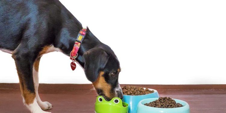 Quand donner à manger à un chat après anesthesie ?