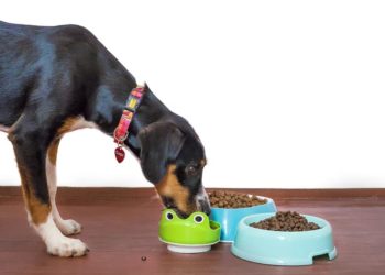 Quand donner à manger à un chat après anesthesie ?