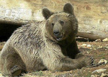 Comment vivent les tourterelles l'hiver ?