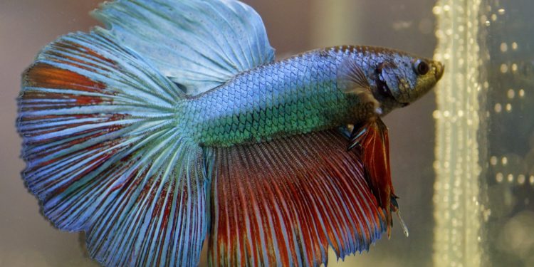 Comment un poisson combattant dort ?