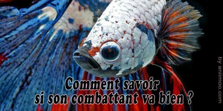 Comment savoir si un combattant est heureux ?