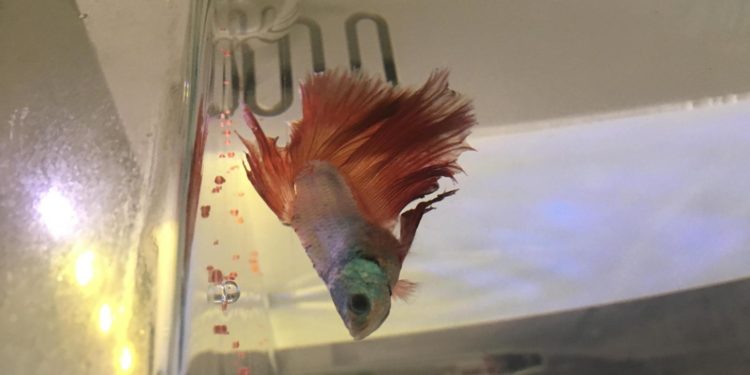 Pourquoi mon combattant reste au fond de l'aquarium ?