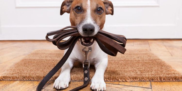 Pourquoi mon chien mord sa langue ?