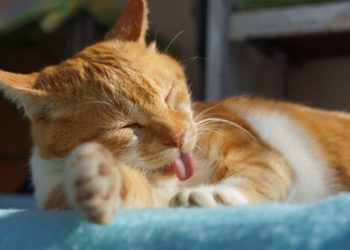 Pourquoi avoir un chat à la maison ?