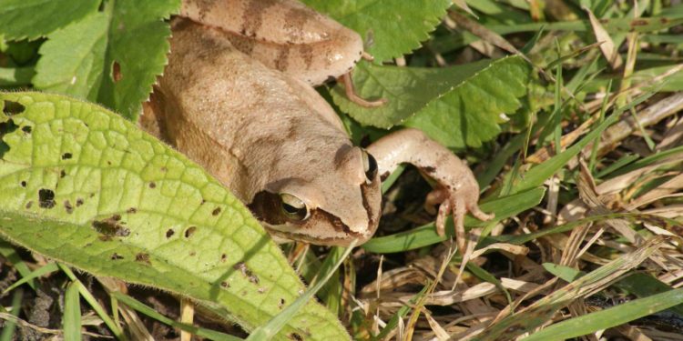 Comment nourrir une petite grenouille ?