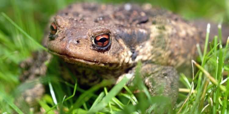 Est-ce qu'un crapaud boit ?