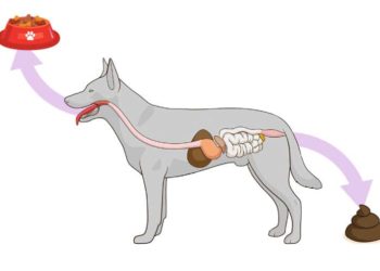 Quel est le temps de digestion d'un chien ?