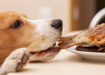 Pourquoi donner à manger au chien le soir ?