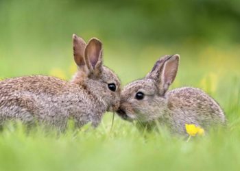 Est-ce bien de promener son lapin en laisse ?