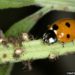 Est-ce que les coccinelles dorment ?
