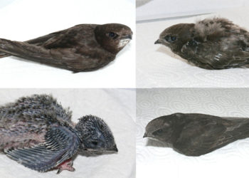 Où se pose un martinet ?