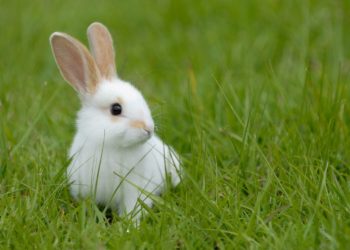 Comment bien s'occuper de son lapin qui est enceinte ?