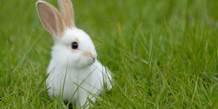 Comment bien s'occuper de son lapin qui est enceinte ?
