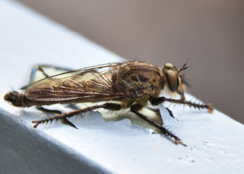 Est-ce que le taon à un dard ?