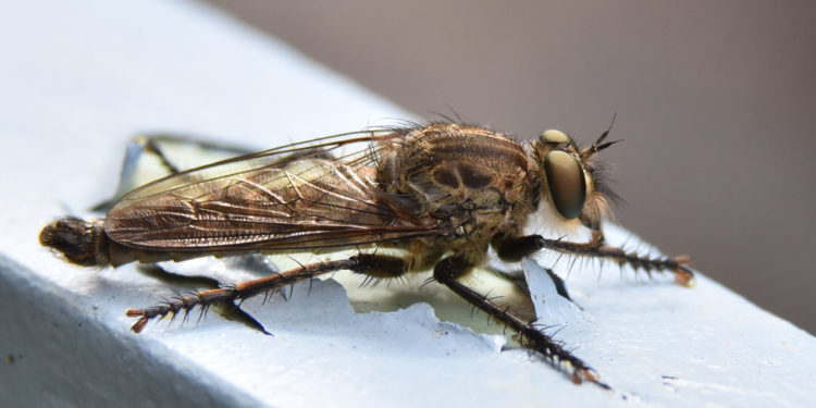 Est-ce que le taon à un dard ?