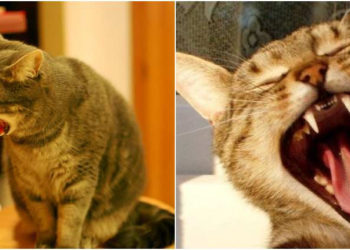 Pourquoi mon chat se fait vomir ?