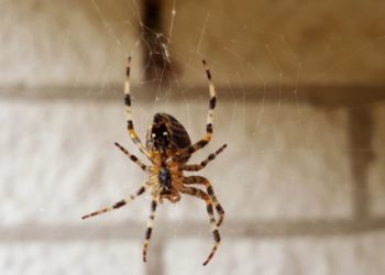 Pourquoi ne pas tuer les couleuvres ?