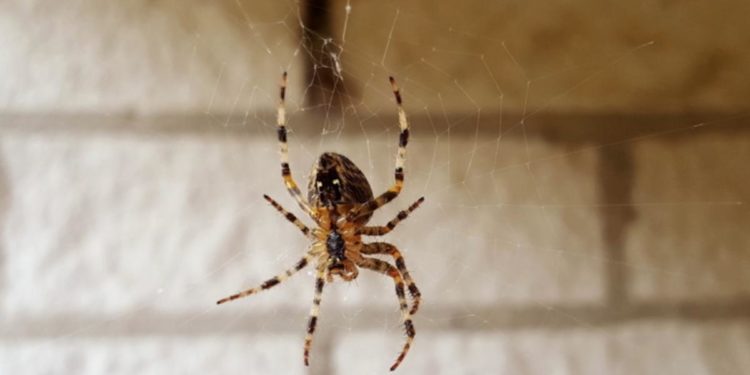 Pourquoi ne pas tuer les couleuvres ?