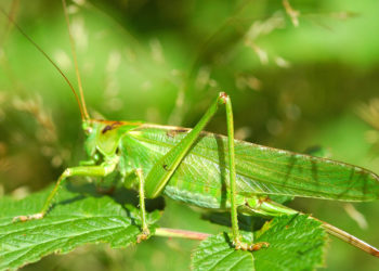 Est-ce que la sauterelle est herbivore ?