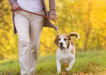 Quand sortir son chien le matin ?