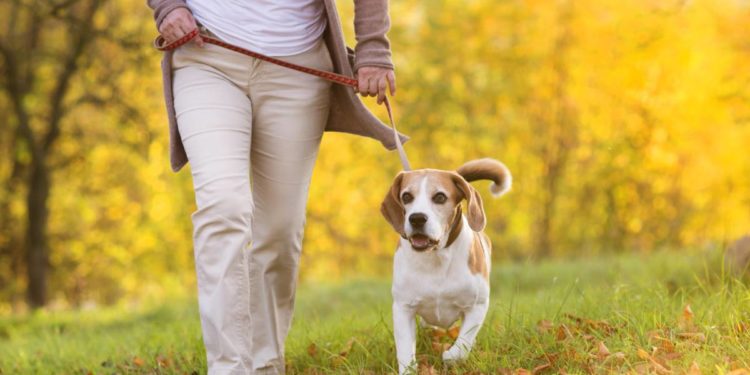Quand sortir son chien le matin ?