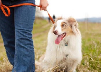 Quand sortir chien après repas ?