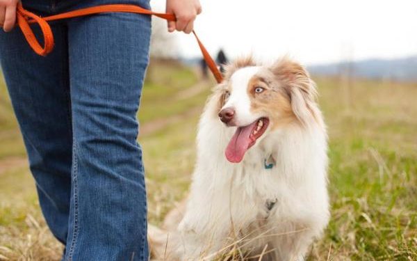 Quand sortir chien après repas ?