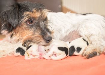 Quand stériliser une chienne après chaleurs ?