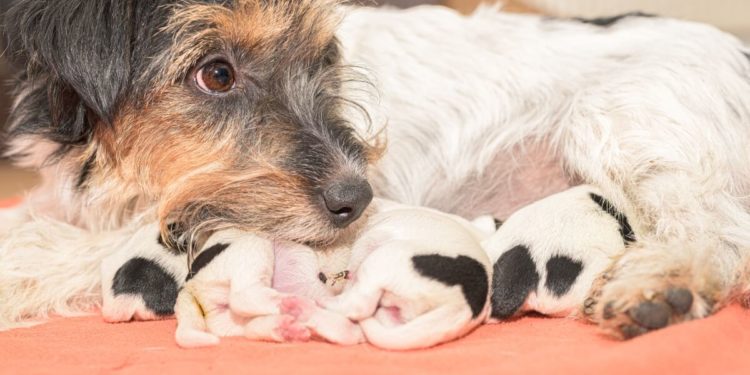 Quand stériliser une chienne après chaleurs ?