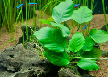 Comment savoir si les plantes d'aquarium sont en bonne santé ?
