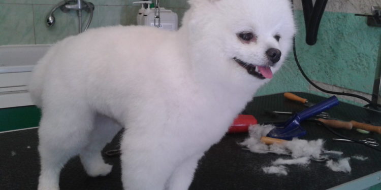 Quand couper les poils d'un Spitz ?